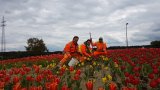 Stadtwerke Pfaffenhofen - Stadtwerke finden Hanf im Verkehrskreisel am Kuglhof