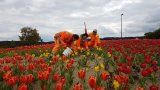 Stadtwerke Pfaffenhofen - Stadtwerke finden Hanf im Verkehrskreisel am Kuglhof