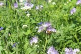 Stadtwerke Pfaffenhofen - Stadtwerke füttern Insekten auf angelegter Bienenweide