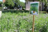 Stadtwerke Pfaffenhofen - Stadtwerke füttern Insekten auf angelegter Bienenweide