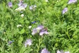 Stadtwerke Pfaffenhofen - Pfaffenhofen summt – Stadtwerke schützen Insekten