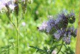 Stadtwerke Pfaffenhofen - Pfaffenhofen summt – Stadtwerke schützen Insekten
