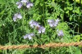 Stadtwerke Pfaffenhofen - Pfaffenhofen summt – Stadtwerke schützen Insekten