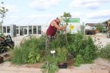 Stadtwerke Pfaffenhofen - Was wird aus den Pflanzen nach der Gartenschau?