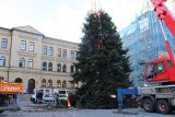 Stadtwerke Pfaffenhofen - Angekommen: Pfaffenhofener Christbaum steht am oberen Hauptplatz