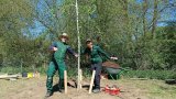 Stadtwerke Pfaffenhofen - Stadtwerke pflanzen Zitterpappel mit Georg-Hipp-Realschule